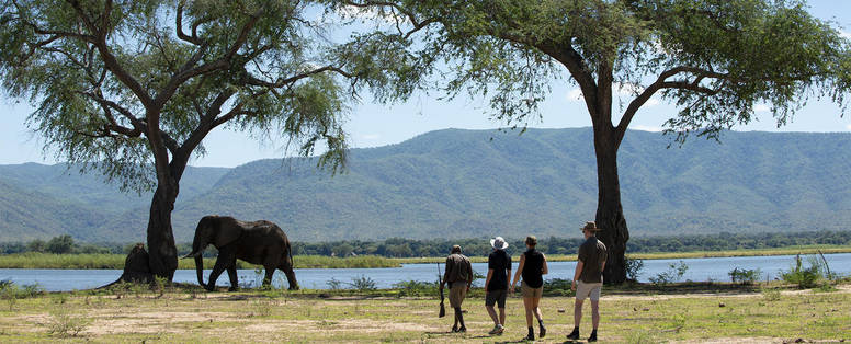 wandeling met olifant bij Nyamatusi Camp, Mana Pools NP in Zimbabwe