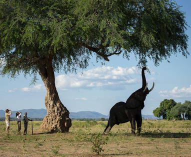 Wandelsafari met olifant bij Nyamatusi Camp, Mana Pools NP in Zimbabwe