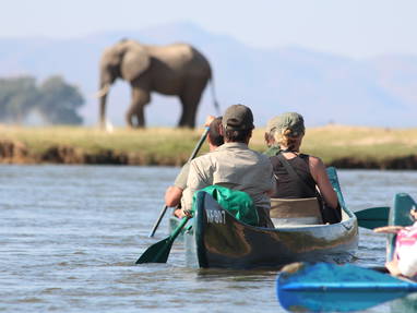 Olifant in de verte tijdens Natureways Mano shoreline kanosafari
