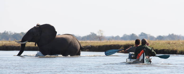 Kanoën met zwemmende olifant bij Natureways Mano shoreline kanosafari 
