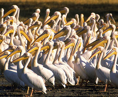 Pelikanen in Lake Manyara, Tanzania