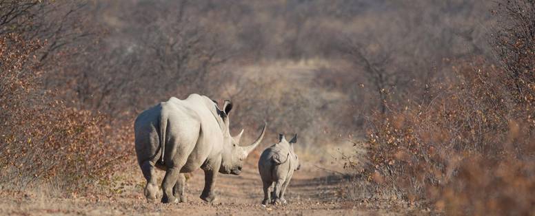 witte neushoorns bij Ongava  Tented Camp in Namibië