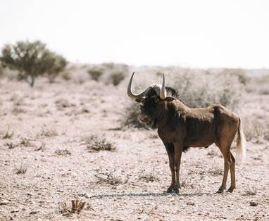wild bij Kalahari Red Dunes Lodge in Namibië