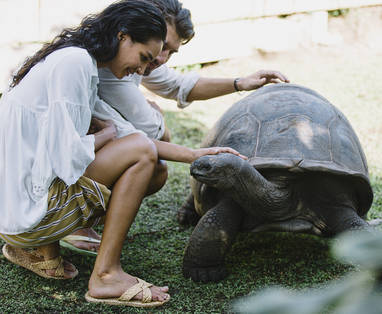 Stel maakt kennis met reuzeschildpad bij Raffles Seychelles op Praslin