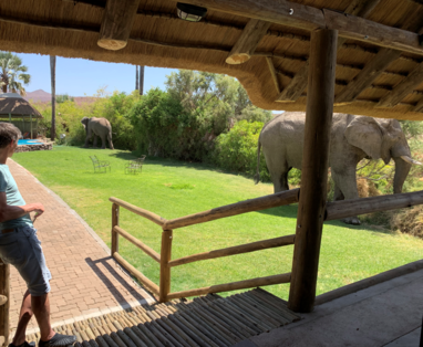 Olifant bij Palmwag Lodge in Namibië