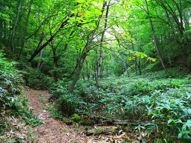 Beukenbos bij Kuromatsunai op Hokkaido