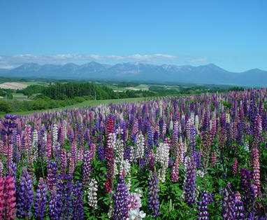 Bloeiende lavendelvelden bij Furano op Hokkaido