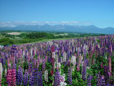 Bloeiende lavendelvelden bij Furano op Hokkaido
