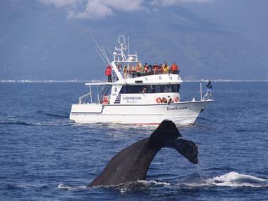 Excursie walvissen spotten  bij Shiretoko op Hokkaido