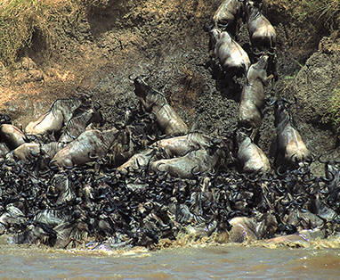 Tanzania | Serengeti | wildebeest rivier oversteek