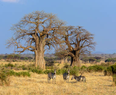 Zebra's in Ruaha National Park in Tanzania