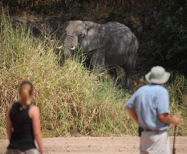 Olifant tijdens begeleide wandelsafari in Ruaha National Park