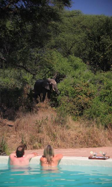 Olifanten spotten vanuit zwembad Jongomero Camp Tanzania