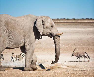 Olifanten bij Etosha Safari Lodge in Namibië