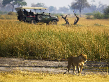 Duba_Plains_Camp_safari