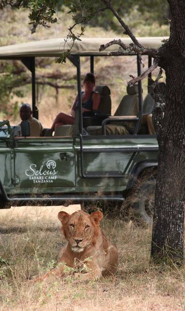 Leeuw tijdens safari in Nyerere National Park 