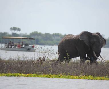 Olifant tijdens safari per boot bij Lake Siwandu in Nyerere National Park