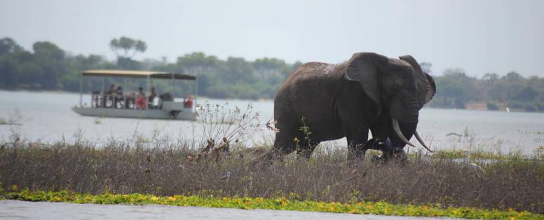 Olifant tijdens safari per boot bij Lake Siwandu in Nyerere National Park