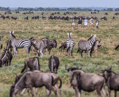 Tijdens safari buffalo's en zebra's spotten