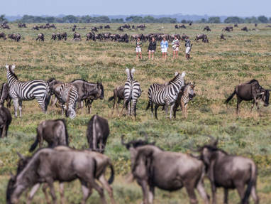 Tijdens safari buffalo's en zebra's spotten