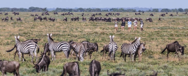 Tijdens safari buffalo's en zebra's spotten
