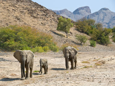 olifanten in een vallei tijdens de privé safari in Namibië
