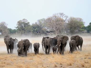 lodge met kudde olifanten bij Nambwa Tented Lodge in Namibië