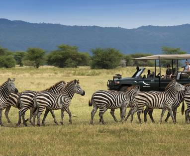 Zebra's tijdens een safari