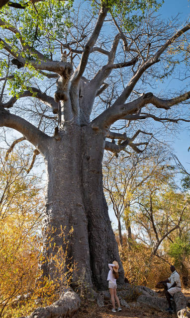 baobab boom bij chobe princess