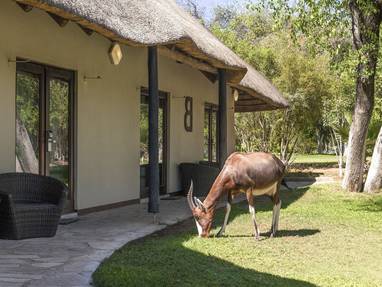 wild bij Mokuti Etosha Lodge in Namibië