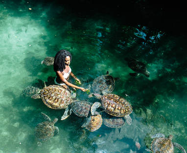 Zanzibar_Tulia__Schildpadden