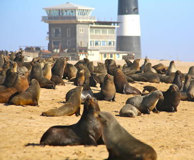 Zeehonden bij bij Pelican Point Lodge in Namibië