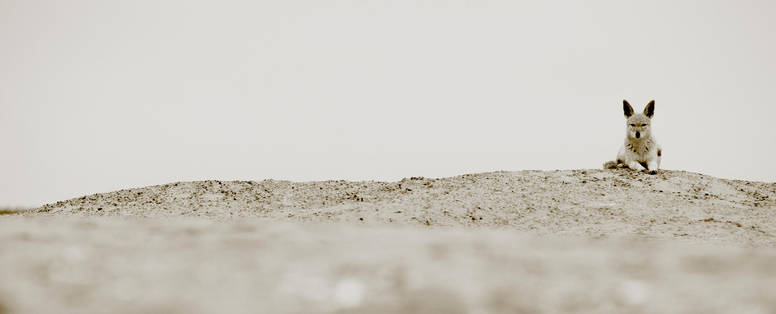 Jakhals bij Pelican Point Lodge in Namibië