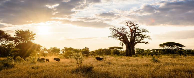 bush bij Pamushana lodge in Zimbabwe