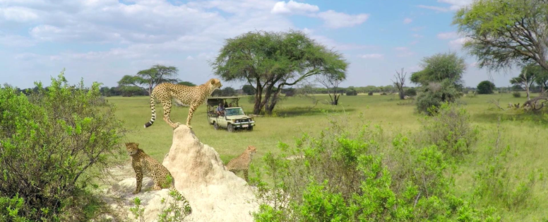 safari bij The Hide in Zimbabwe