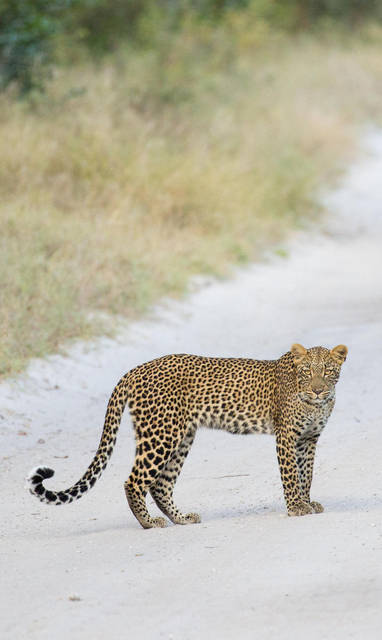 Leopard_at_The_Hide