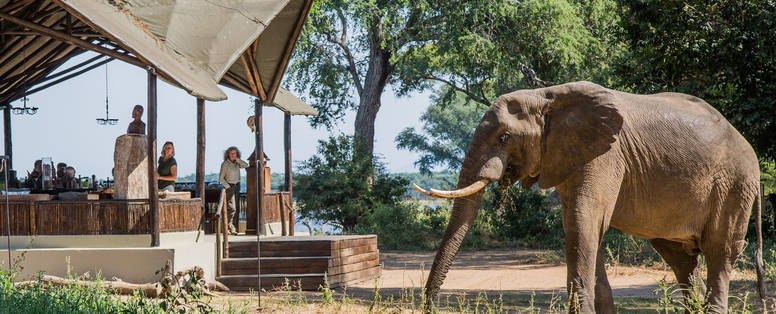 Chiawa_Camp__Olifant