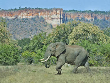elephant_at_chilojo_cliffs