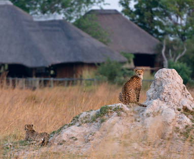 Lebala_Camp_luipaard