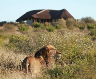 Tau_Pan_Camp_wild_2