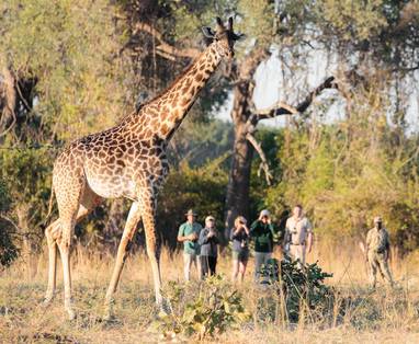 wandelsafari bij Nkonzi Camp in zambia