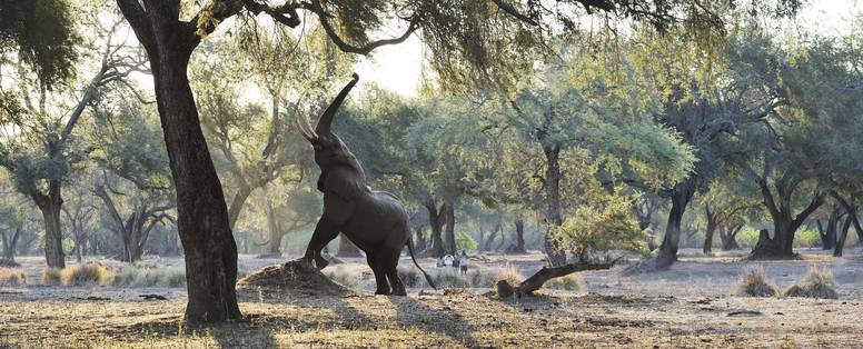 wandelsafari rondom zambezi