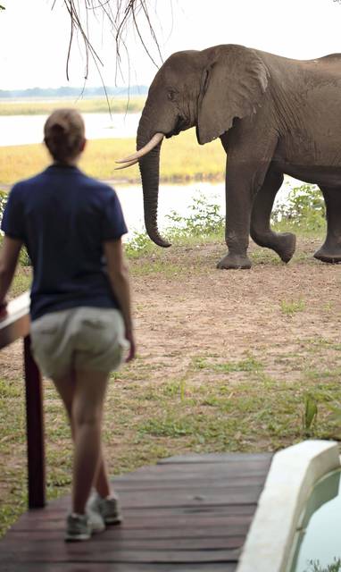 oog in oog met het wild bij Sausage Tree Camp in Zambia