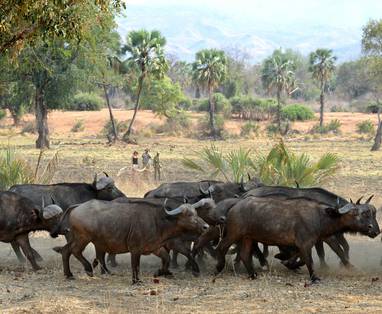 wandelsafari bij Sausage Tree Camp in Zambia
