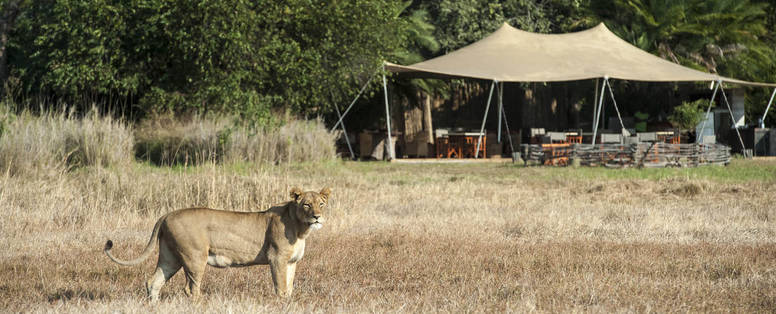wild bij Busanga Bush Camp in Zambia
