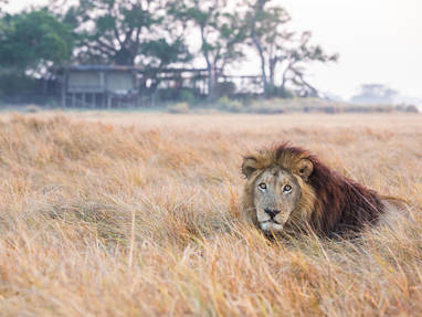 Shumba_Camp_