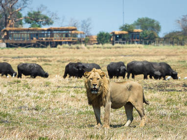 wild bij Shumba in Zambia