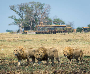 Shumba_Camp_5