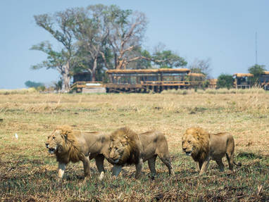 Shumba_Camp_5