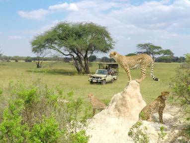 Cheetah_on_a_game_drive_bew
